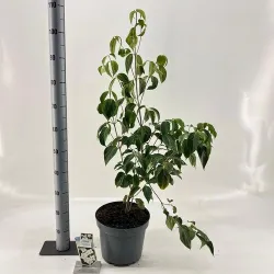 Japoninė sedula - CHINA GIRL