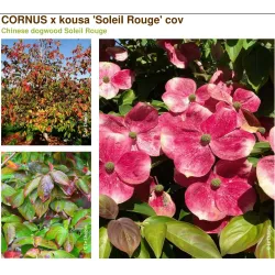 Cornus kousa SOLEIL ROUGE