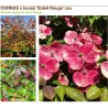Cornus kousa SOLEIL ROUGE