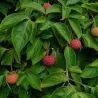 Cornus kousa SOLEIL ROUGE
