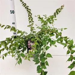 Kolkwitzia amabilis PINK CLOUD