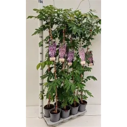 Gausiažiedė visterija - Wisteria floribunda HONBENI