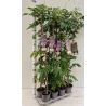 Gausiažiedė visterija - Wisteria floribunda HONBENI