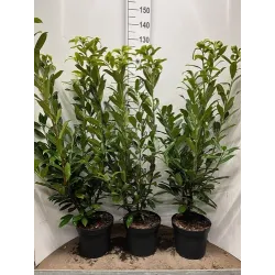 Užsisakyk augalus pavasariui jau dabar