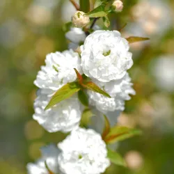 Sakura trees with home delivery