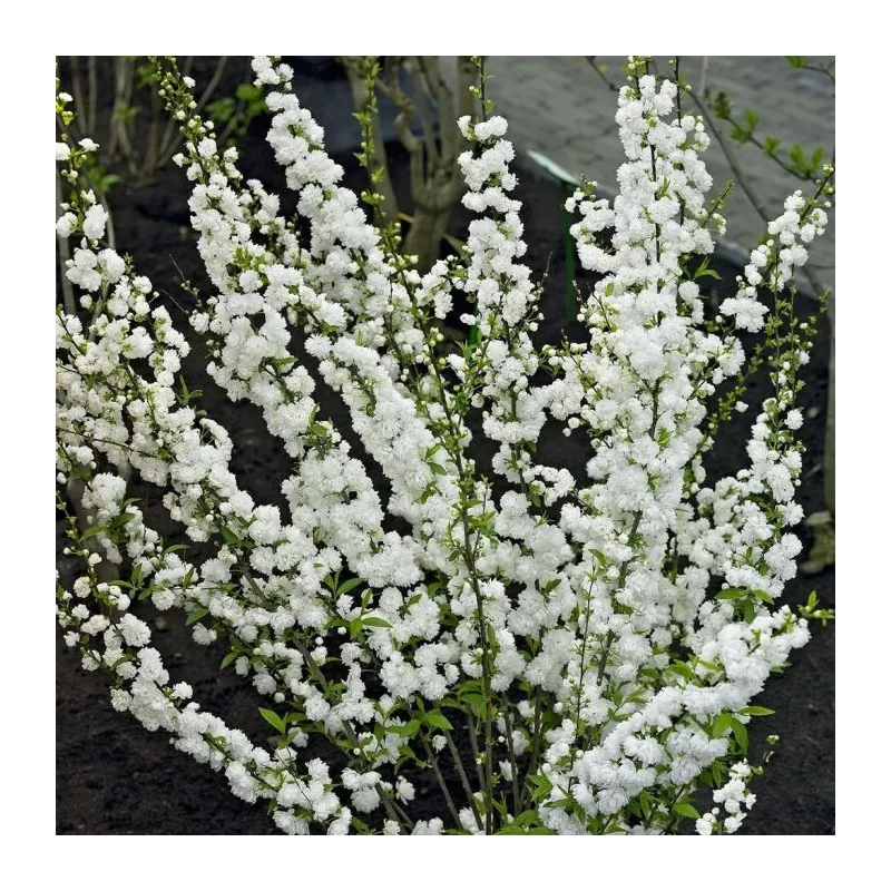 Sakura trees with home delivery