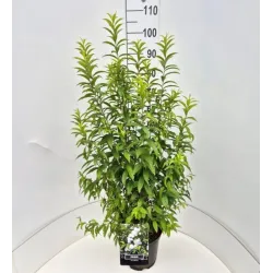 Sakurų medžiai ir sodinukai su pristatymu į namus Lietuvoje