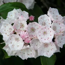 Kalmia latifolia ELF