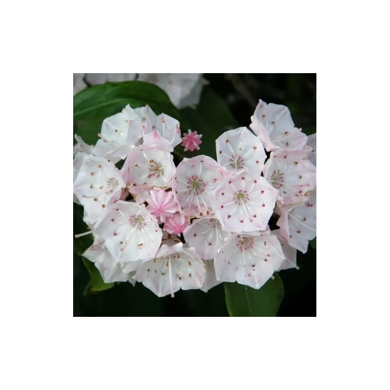 Kalmia latifolia ELF