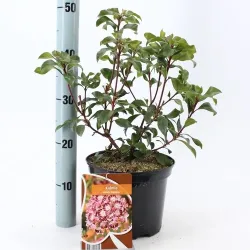 Kalmia latifolia BANDEAU