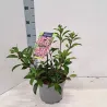 Kalmia latifolia BANDEAU