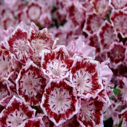 Plačialapis grėsvis (kalmija) - Kalmia latifolia BANDEAU