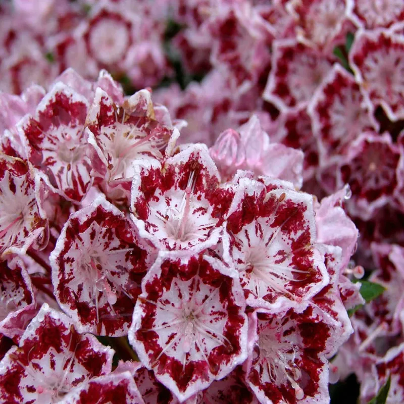 Kalmia latifolia BANDEAU