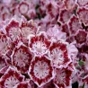 Kalmia latifolia BANDEAU