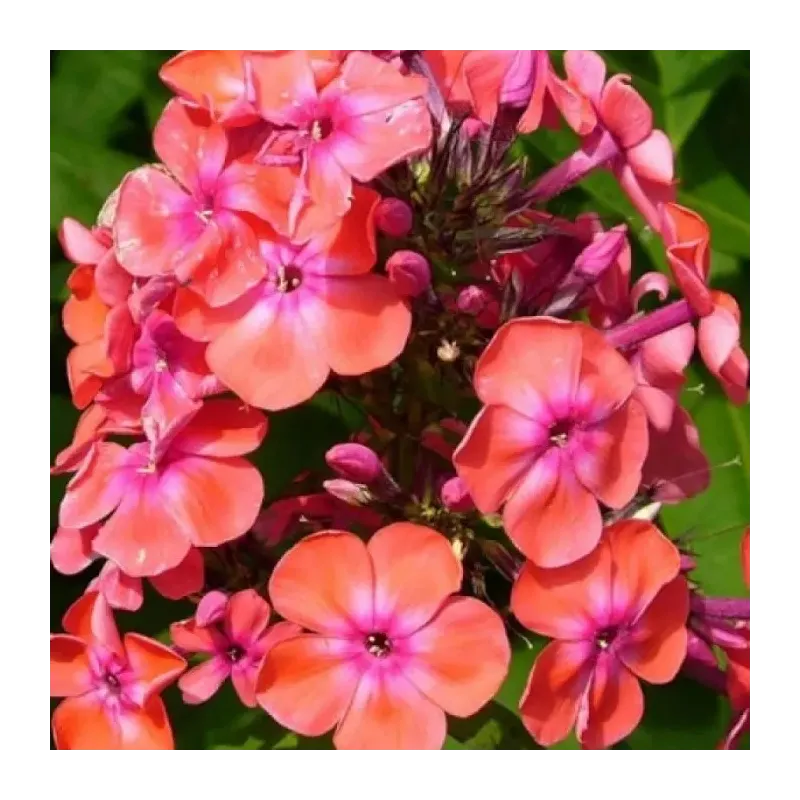 Šluotelinis flioksas - Phlox paniculata SPITFIRE