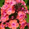Phlox paniculata SPITFIRE