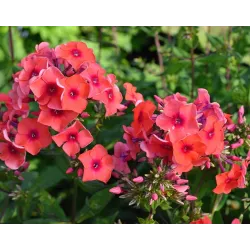 Šluotelinis flioksas - Phlox paniculata SPITFIRE