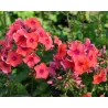 Phlox paniculata SPITFIRE