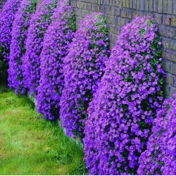 Daugiametės gėlės internetu su pristatymu į namus