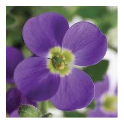 Daugiametės gėlės internetu su pristatymu į namus