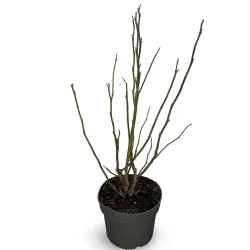 Magnolija - Magnolia liliiflora x stellata Susan