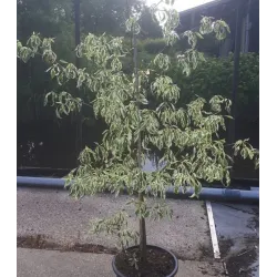 Grakščioji sedula - Cornus controversa VARIEGATA
