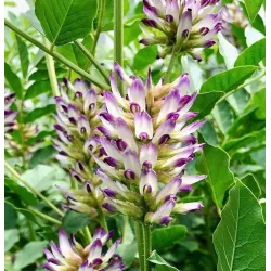 Liquorice - Glycyrrhiza uralensis