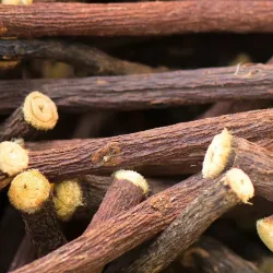 Uralinis (sibirinis, madžiūrinis) saldymedis - Glycyrrhiza uralensis GAN CAO