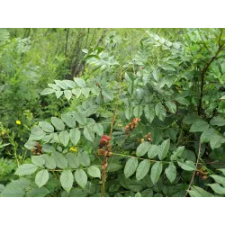 Uralinis (sibirinis, madžiūrinis) saldymedis - Glycyrrhiza uralensis GAN CAO