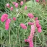 Sanguisorba tenuif. 'Pink Elephant' gr UŽSAKYMAS PAVASARIUI