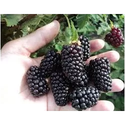 Gervuogė - Rubus fruticosa Brzezina