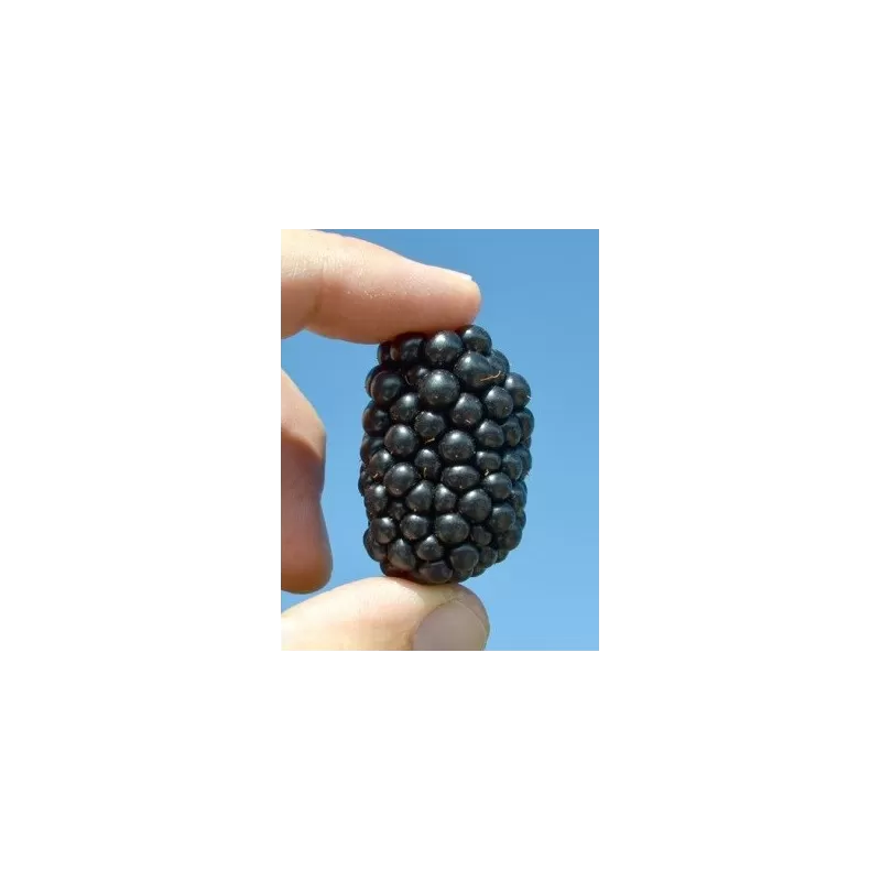 Gervuogė (bedyglė) - Rubus fruticosus Polar