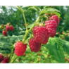 Raspberry - Rubus idaeus MALLING PROMISE®
