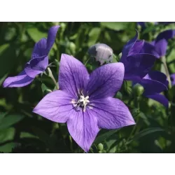 Stambiažiedis plačvarpis Mariesii Astra - Platycodon grand. Mariesii