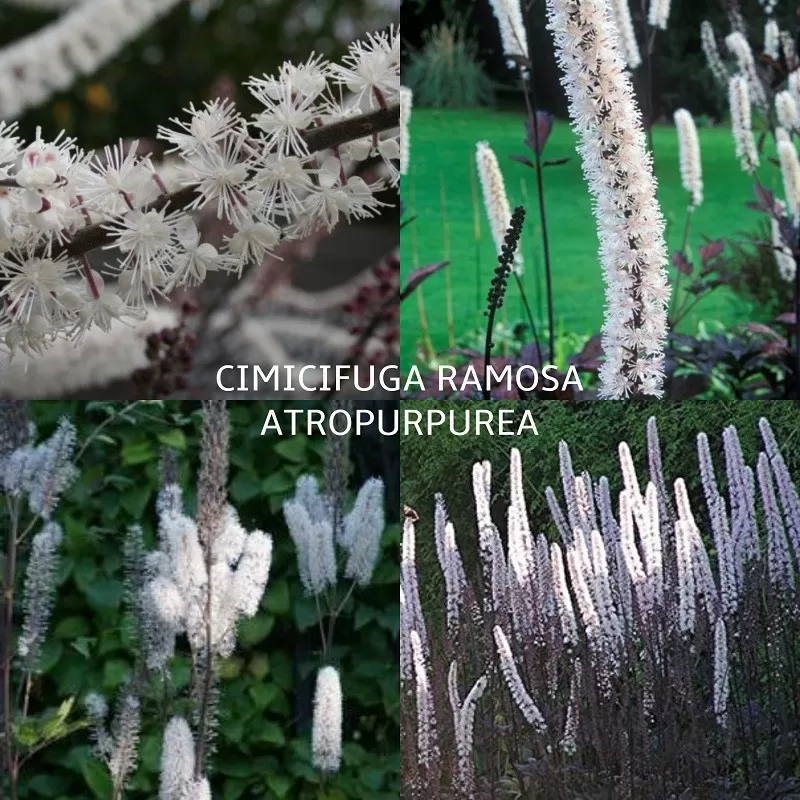 Daugiamečių gėlių sodinukai