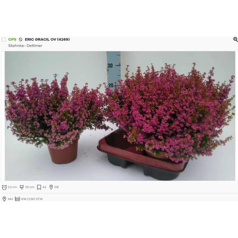 Erika - Erica Gracilis red 12Ø w20 x6