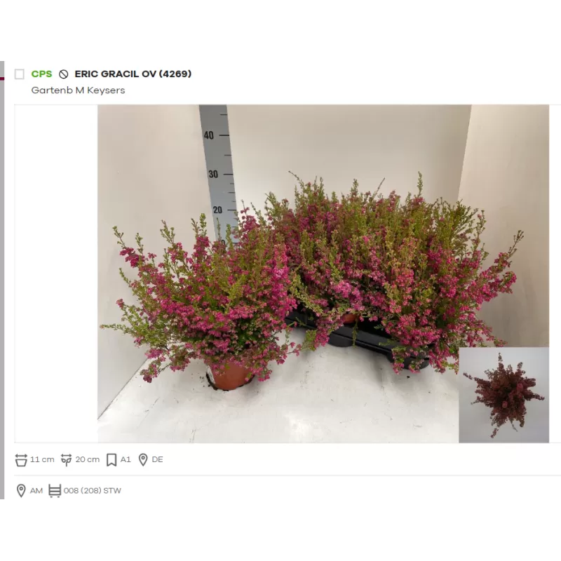 Erika - Erica Gracilis red 11Ø w20 x8