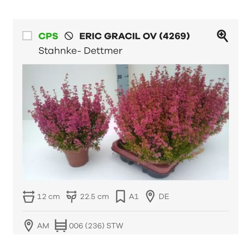 Erika - Erica Gracilis red 12Ø w22.5 x6