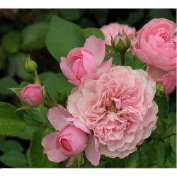 Rožė - Rosa Pink Meilove (Meikifunk) P24C5 4METAI