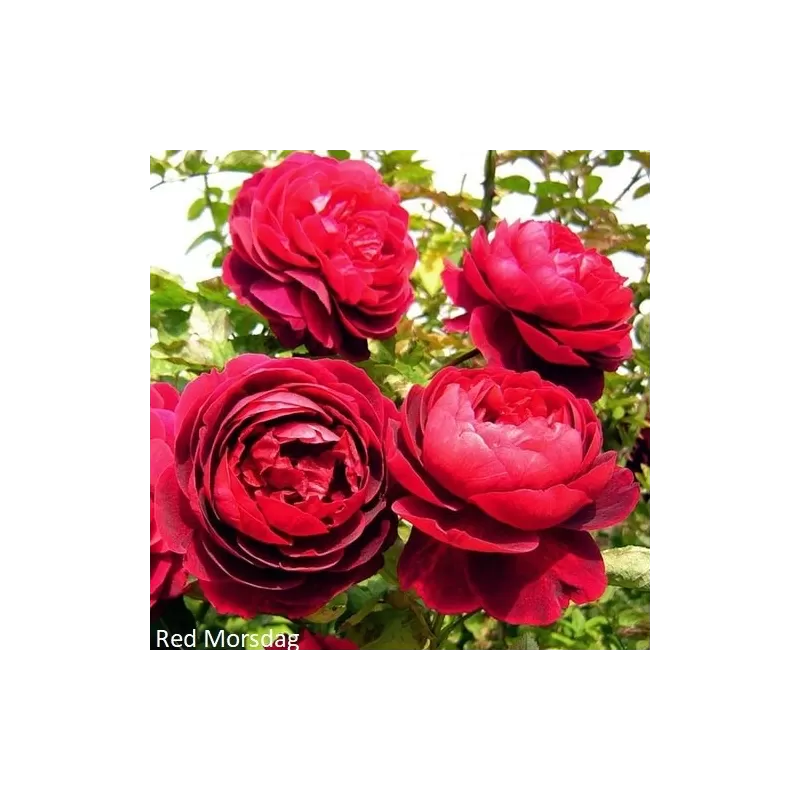 Rožių krūmai internetu su pristatymu į namus