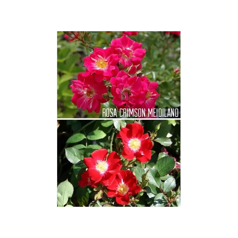 Rožė - Rosa Crimson Meidiland neskiepyta