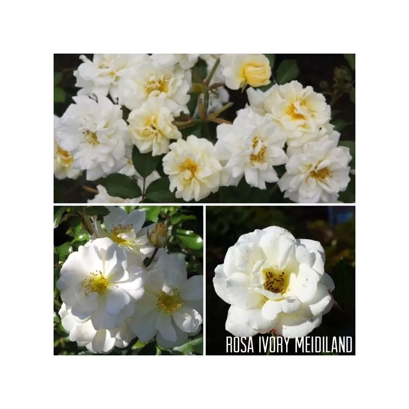 Rožė - Rosa Ivory Meidiland neskiepyta