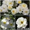 Rožė - Rosa Ivory Meidiland neskiepyta