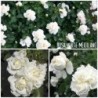 Rožė - Rosa White Meidilland neskiepyta A-KOKYBE GR x1