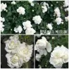 Rožė - Rosa White Meidilland neskiepyta