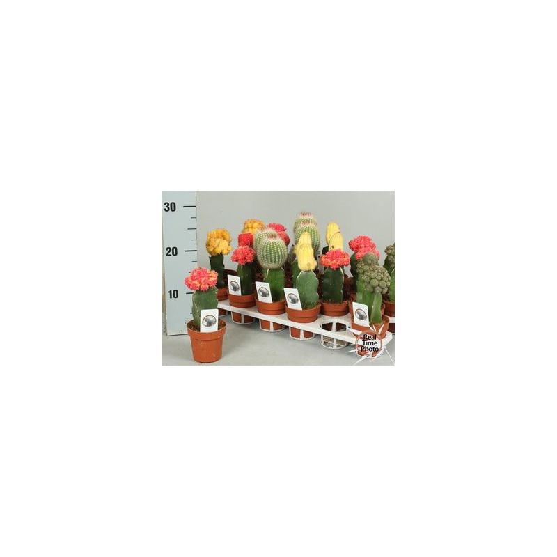 Skiepytas kaktusas - Gymnocalycum Japan mix 8,5Ø penki skirtingi x5