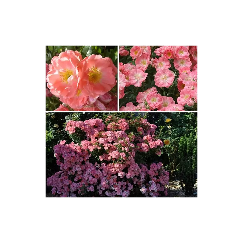Rožė - Rosa Ferdy savašaknė P16C3