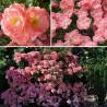 Rožė - Rosa Ferdy savašaknė P16C3