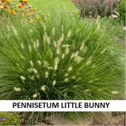 Pūkuotoji (pašiaušelinė) soruolė (žemaūgė) - Pennisetum alopecuroides Little Bunny P19 60cm x5