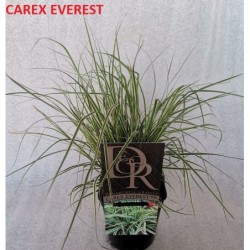 Viksva - Carex oshimensis Everest P13 + fotoetiketė